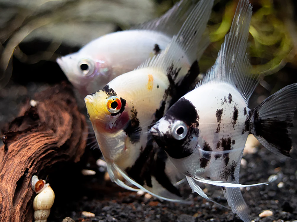 Panda Angelfish (Pterophyllum scalare - variant), USA Bred