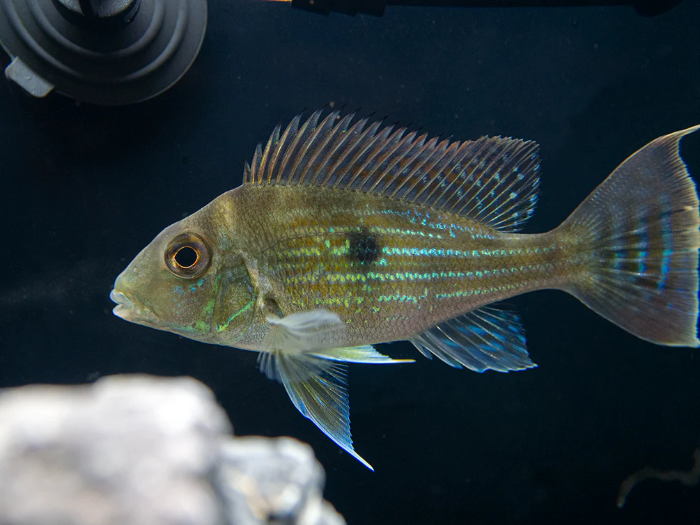 Sven's Eartheater Cichlid (Geophagus sveni), Tank-Bred!