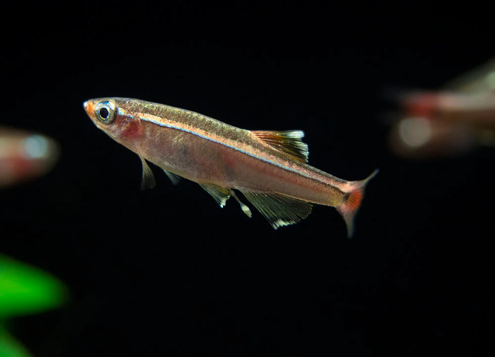 White Cloud Mountain Minnow (Tanichthys albonubes), Tank-Bred