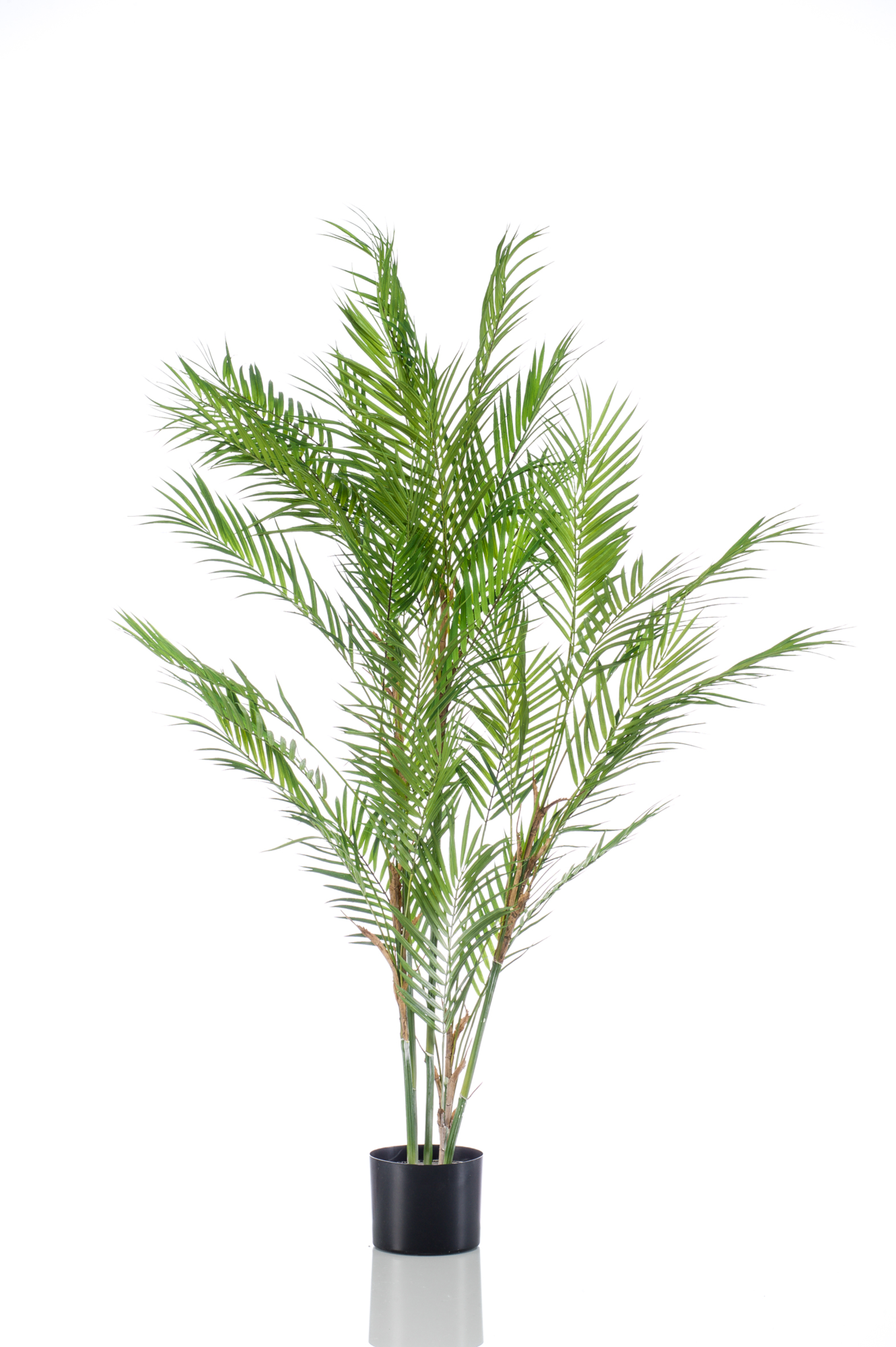 Chamaedorea palm