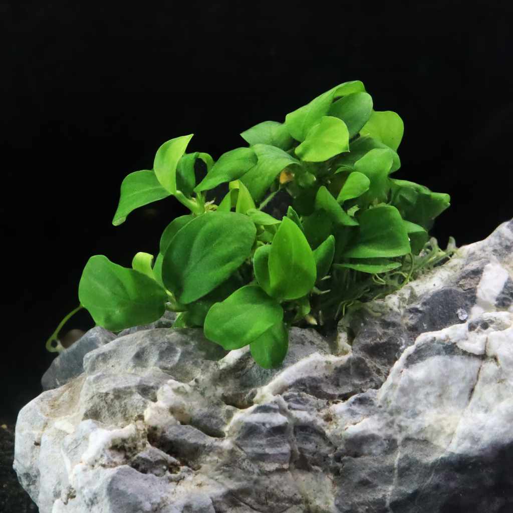 Anubias Barteri Nana Tissue Culture