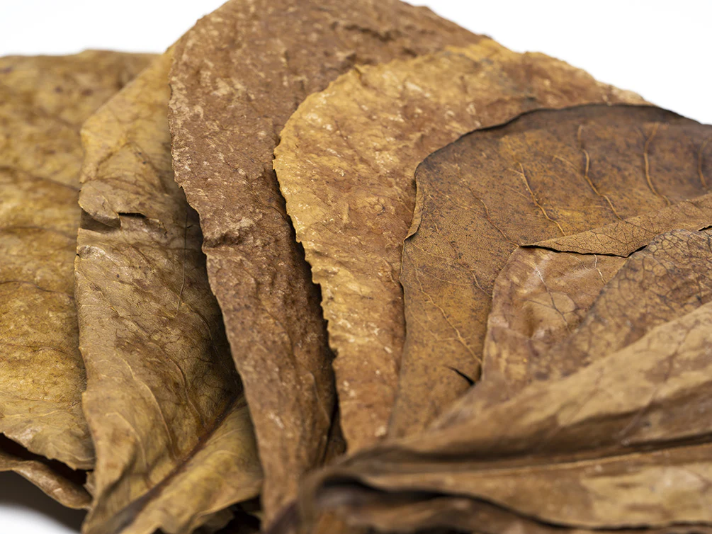 Catappa AKA Indian Almond Leaves
