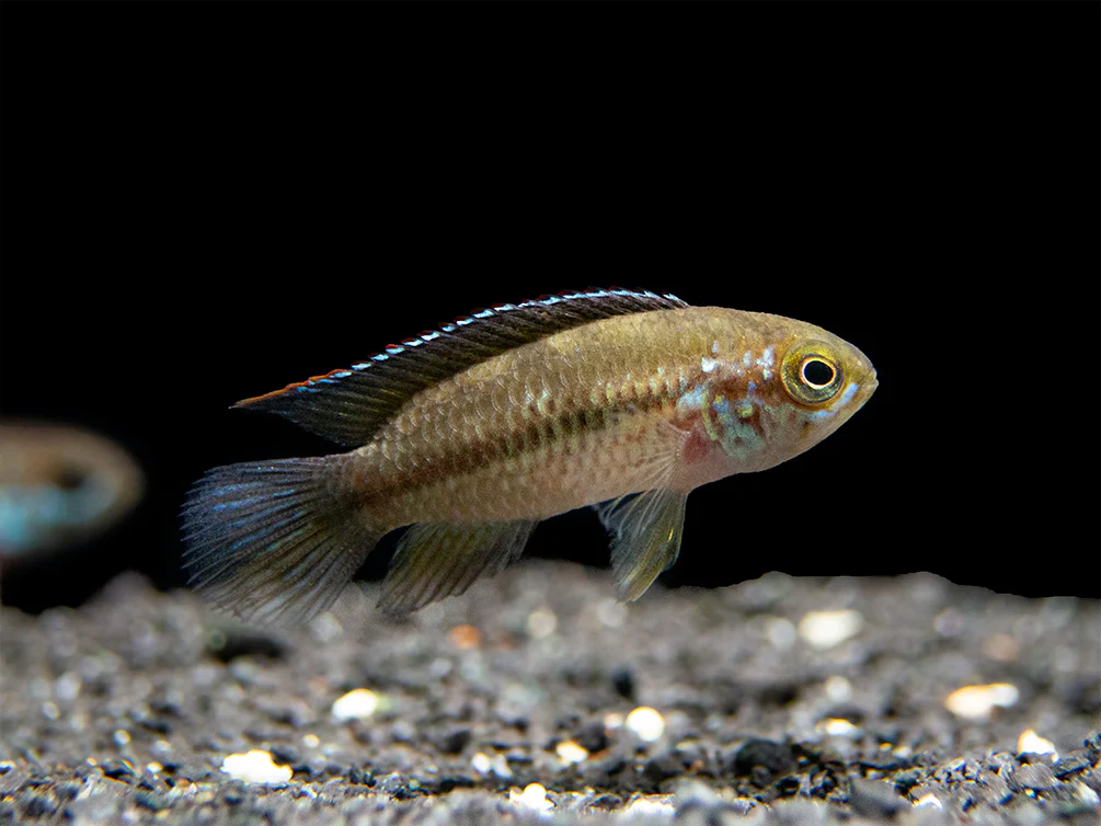 Golden Dwarf Cichlid (Nannacara anomala), - Tank Bred