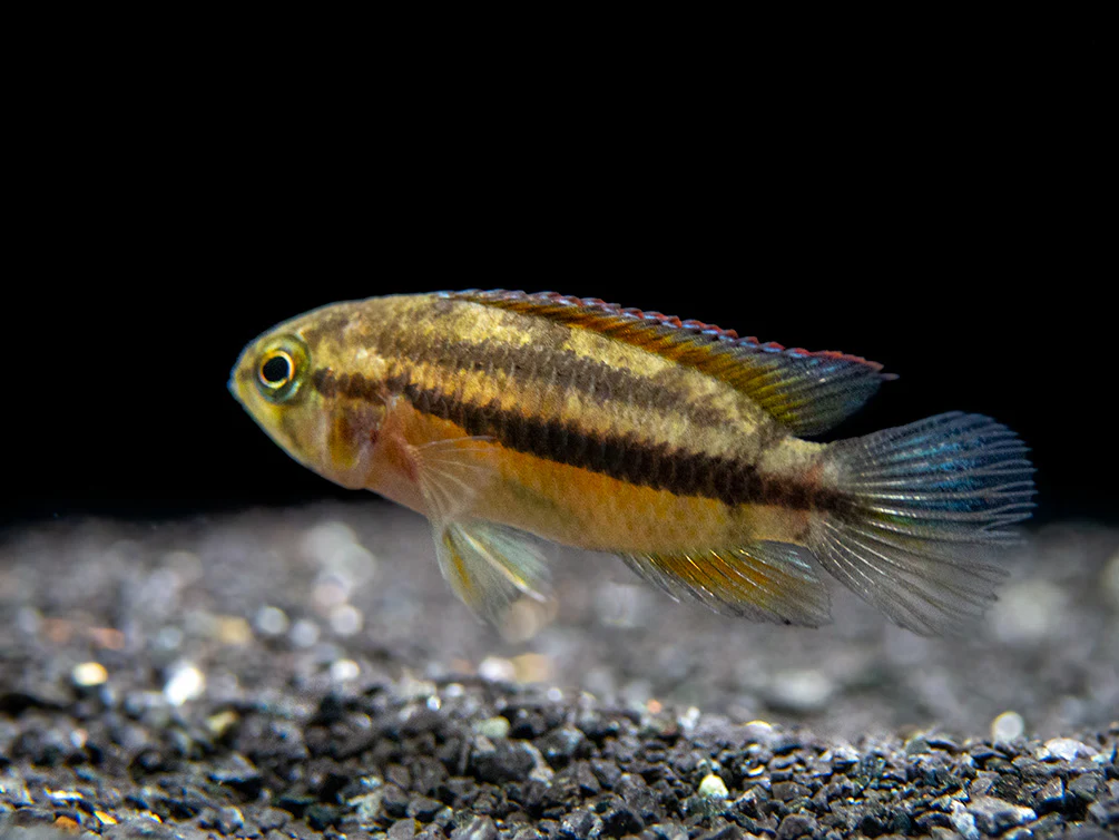 Golden Dwarf Cichlid (Nannacara anomala), - Tank Bred