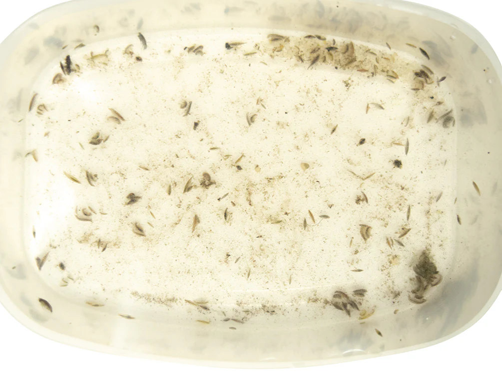 Live Daphnia and Scud Cultures Combo Pack - Aquatic Arts