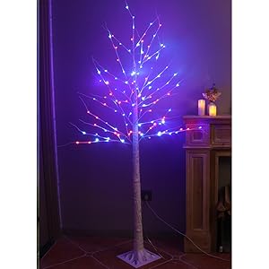 color changing birch tree