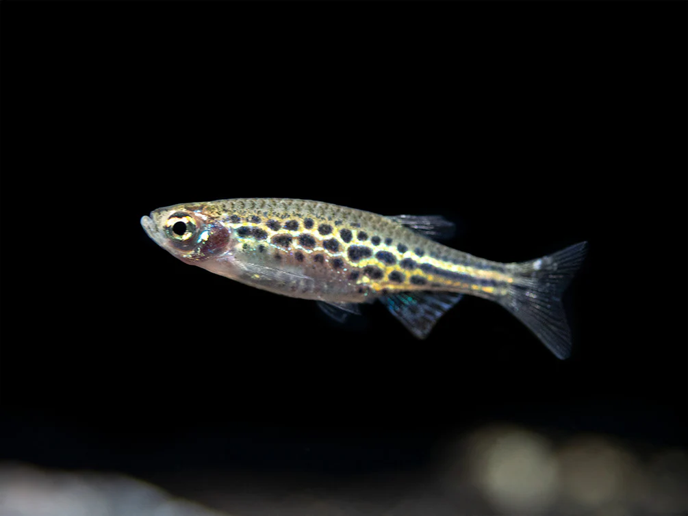 Gold Ring Danio (Brachydanio tinwini)
