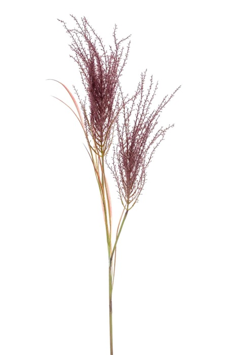 Pampas grass spray
