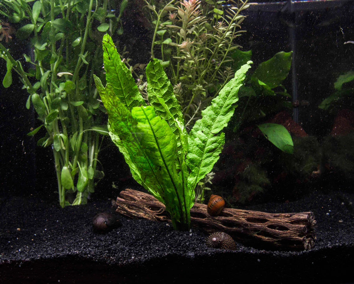 EASY Aquarium Plant Package (30-55 Gallon) - Java Moss, Marimo Moss Balls, Moneywort, Anubias sp., and Java Fern