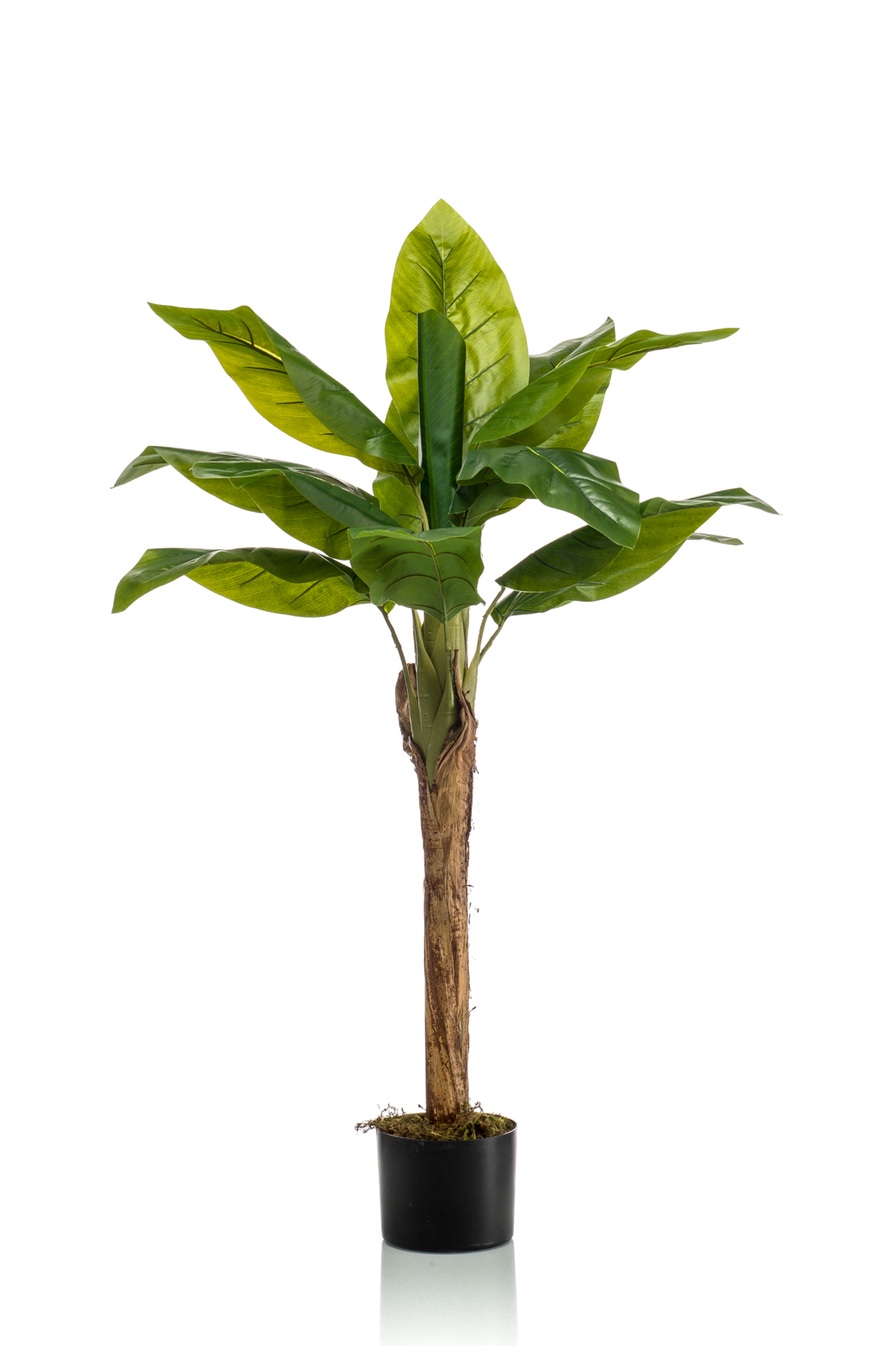 Banana tree 21 bladeren