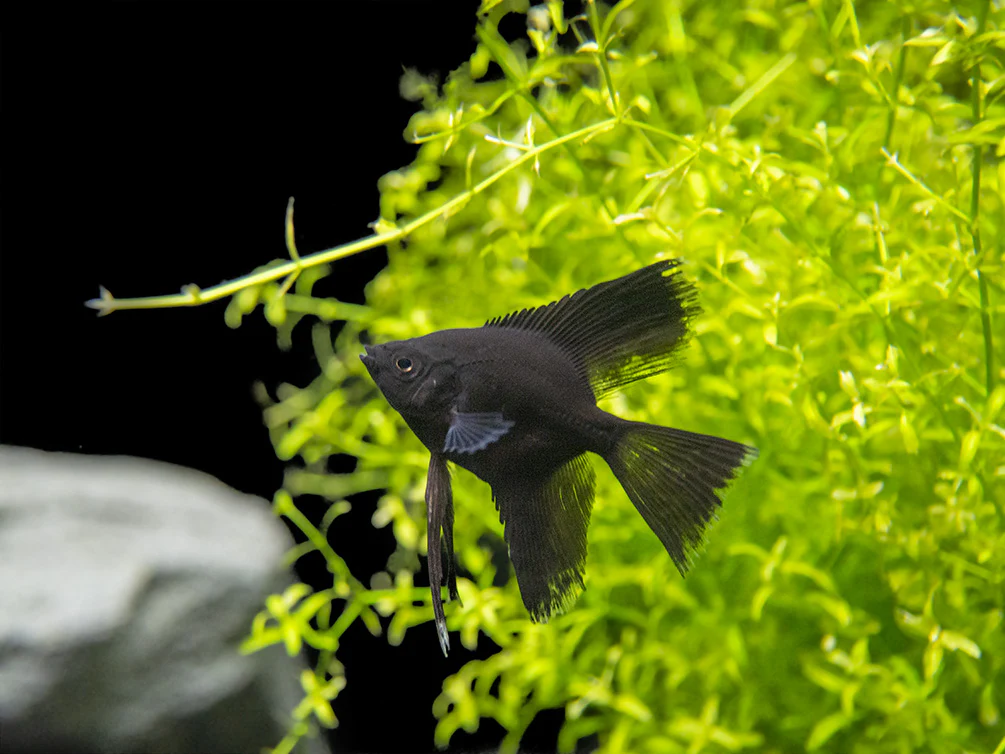 Black Angelfish (Pterophyllum scalare), Tank-Bred