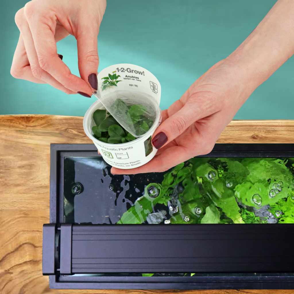 Anubias Barteri Nana Tissue Culture