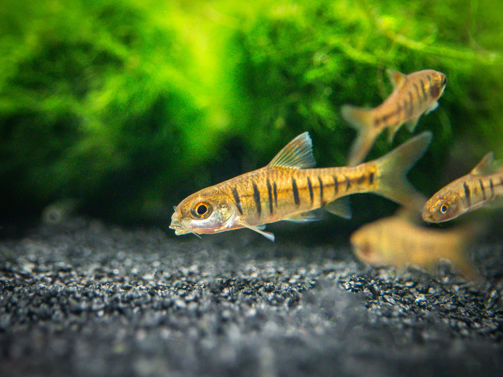African Banded Barb (Barbus fasciolatus) - Tank-Bred
