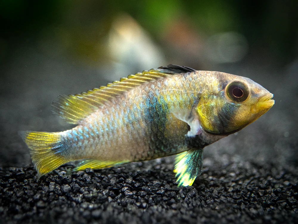 Blue Panda Dwarf Cichlid (Apistogramma panduro/pandurini) - TANK-BRED!!!