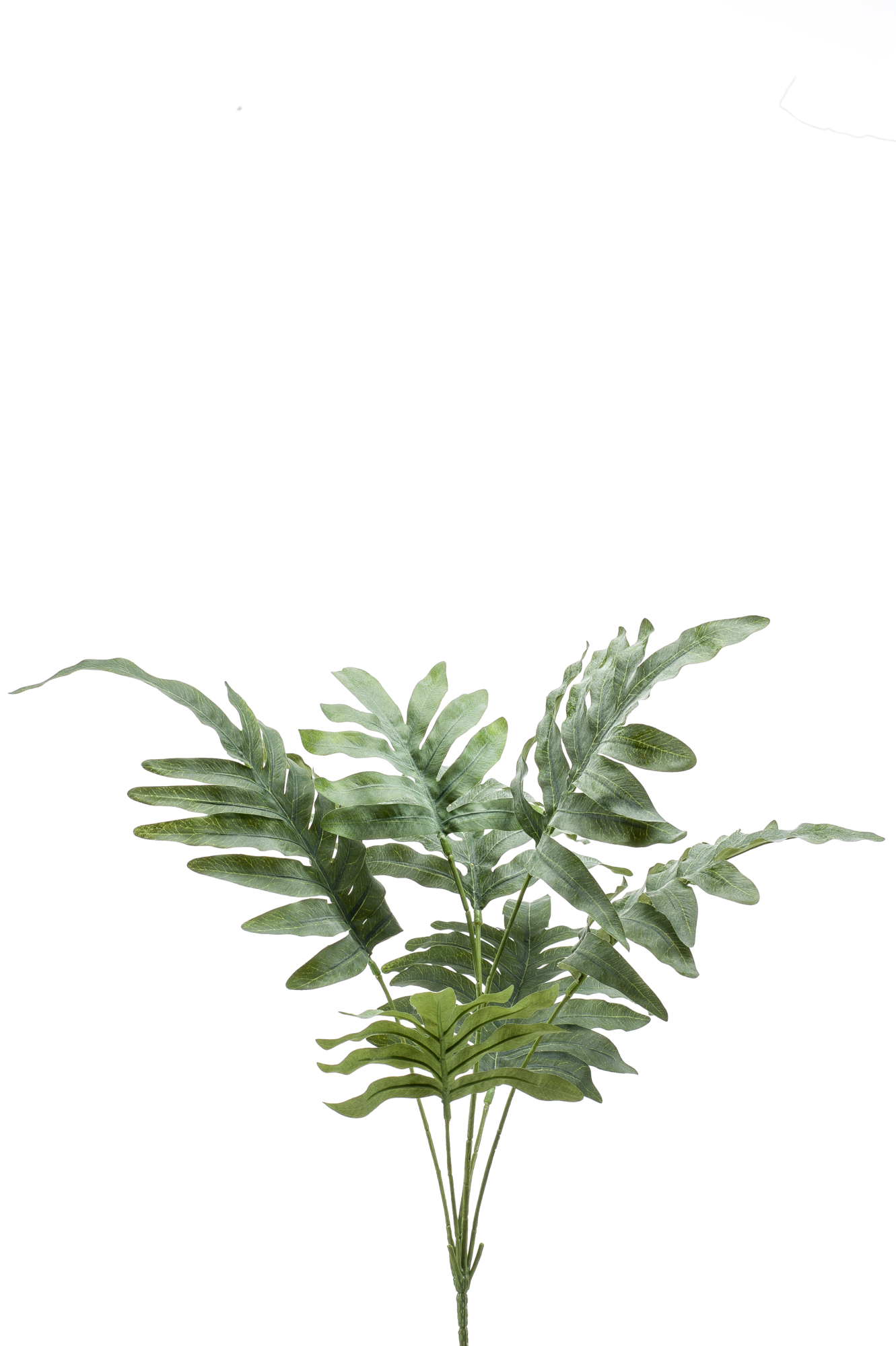 Phlebodium bush grey green