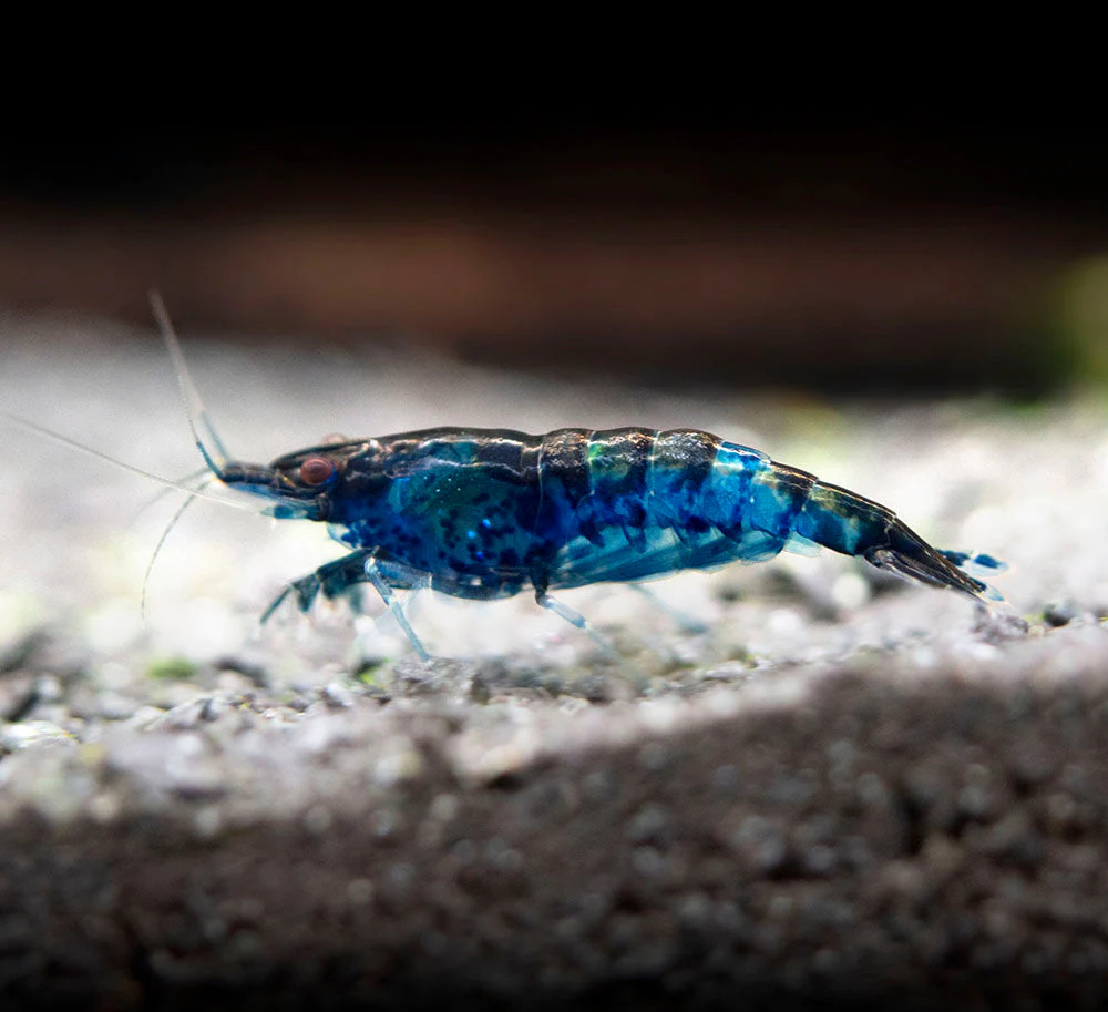 Dream Blue Velvet Shrimp Breeder Combo Box