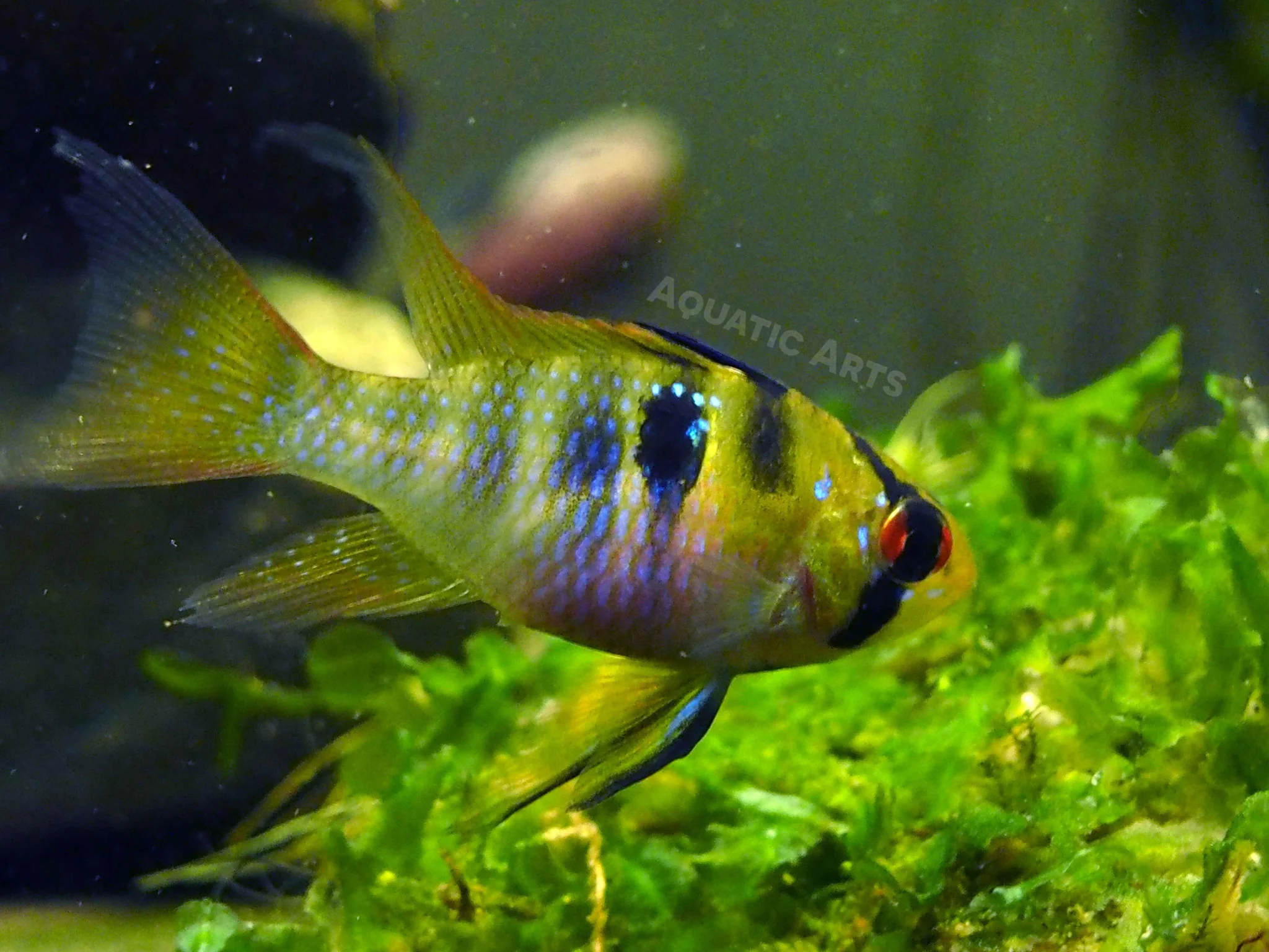 German Blue Ram Dwarf Cichlid (Mikrogeophagus ramirezi) - Tank-Bred!