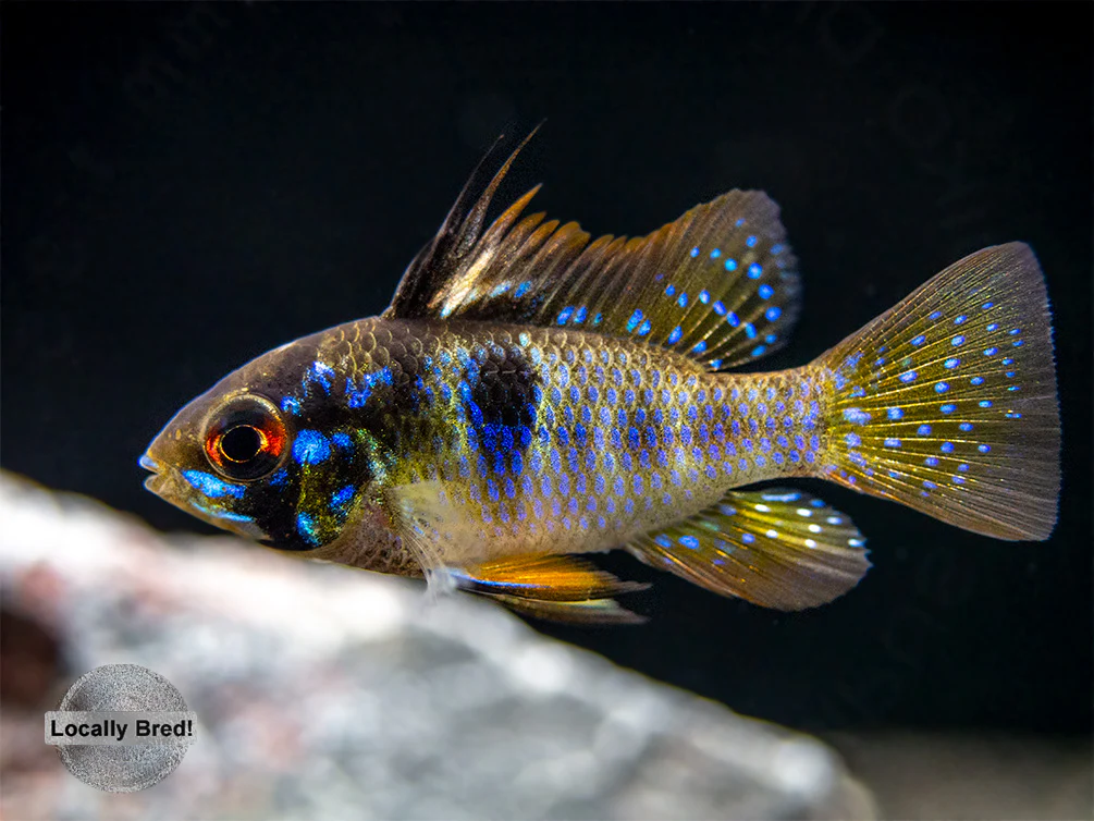 German Blue Ram Dwarf Cichlid (Mikrogeophagus ramirezi) - LOCALLY BRED!!!