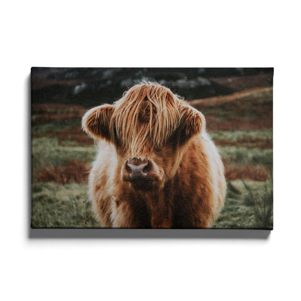 Walljar canvas schilderij - Schotse Hooglander Canvas schilderij - 120 x 180 cm