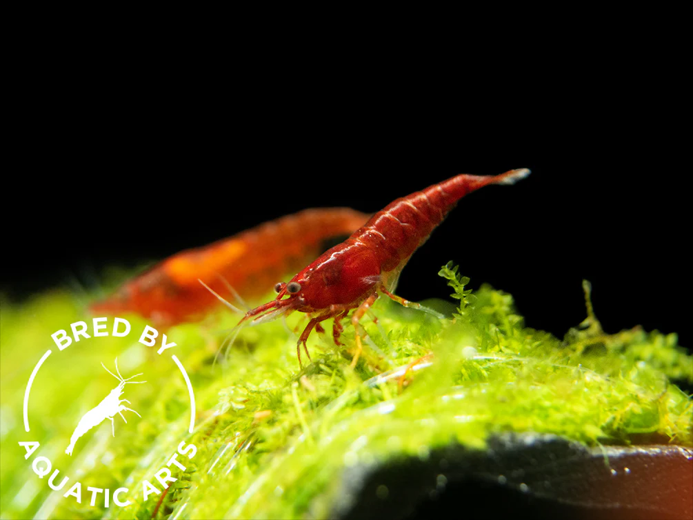 Bloody Mary Shrimp (Neocaridina davidi), BREDBY: Aquatic Arts