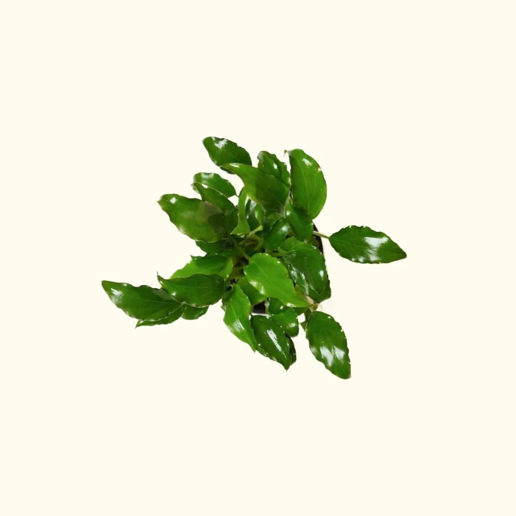 Schismatoglottis Prietoi