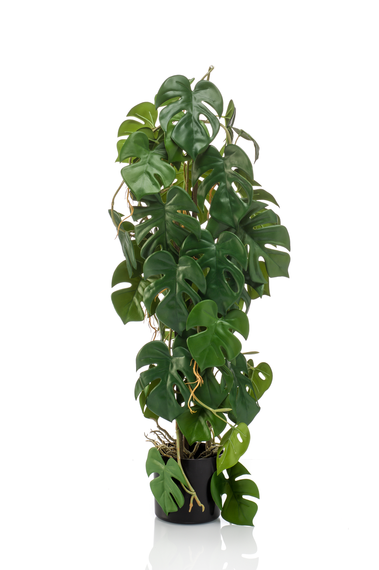 Monstera 75 cm