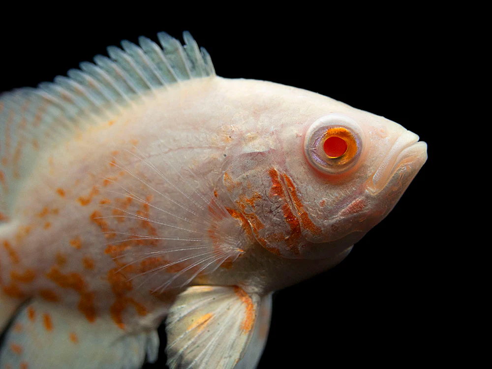 Albino Tiger Oscar (Astronotus ocellatus), Tank-Bred