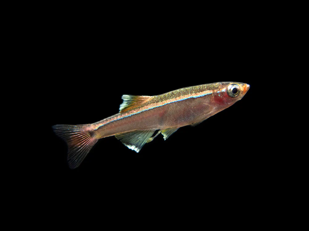 White Cloud Mountain Minnow (Tanichthys albonubes), Tank-Bred