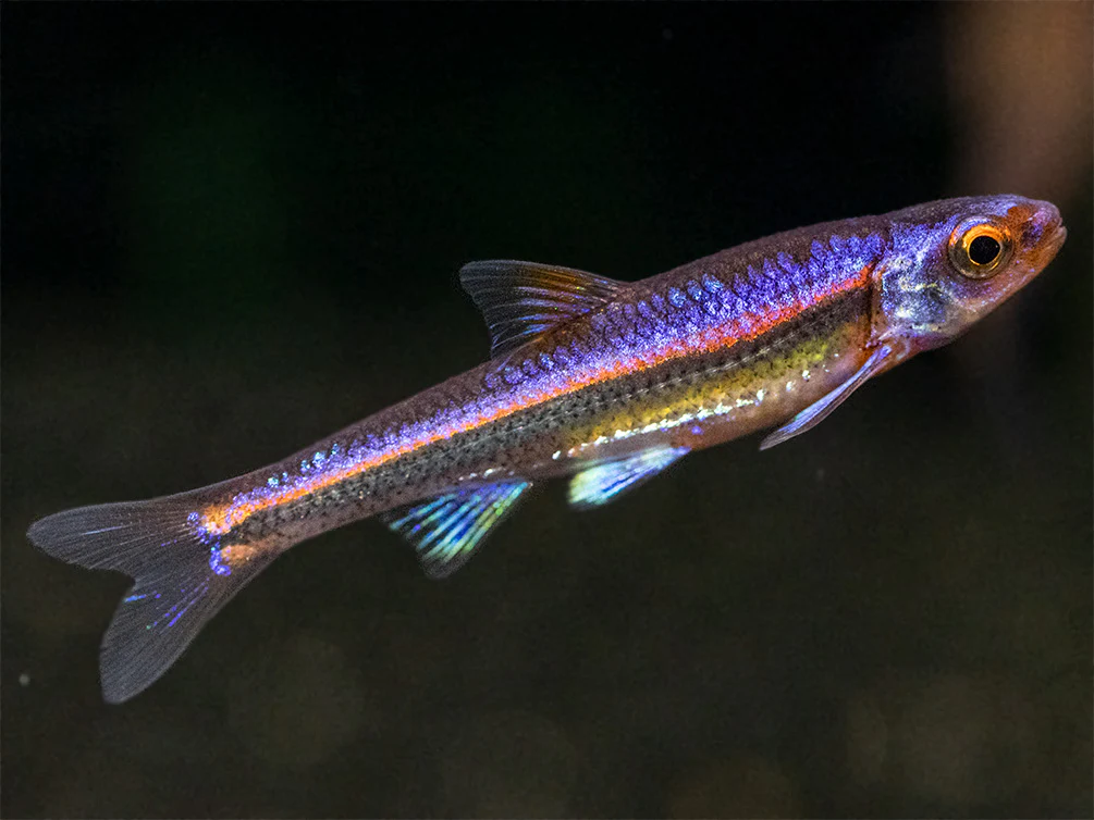 Rainbow Shiner (Notropsis chrosomus), Tank-Bred