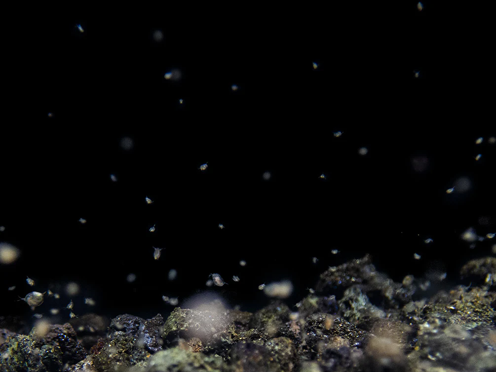 Live Daphnia AKA Water Flea (Daphnia magna) Culture - Aquatic Arts