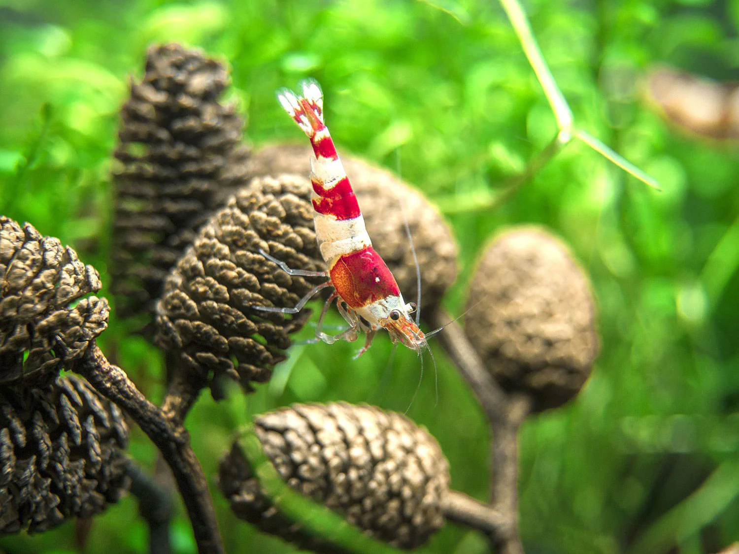 Crystal Red Shrimp (Caridina cantonensis, A-S Grade), Tank-Bred
