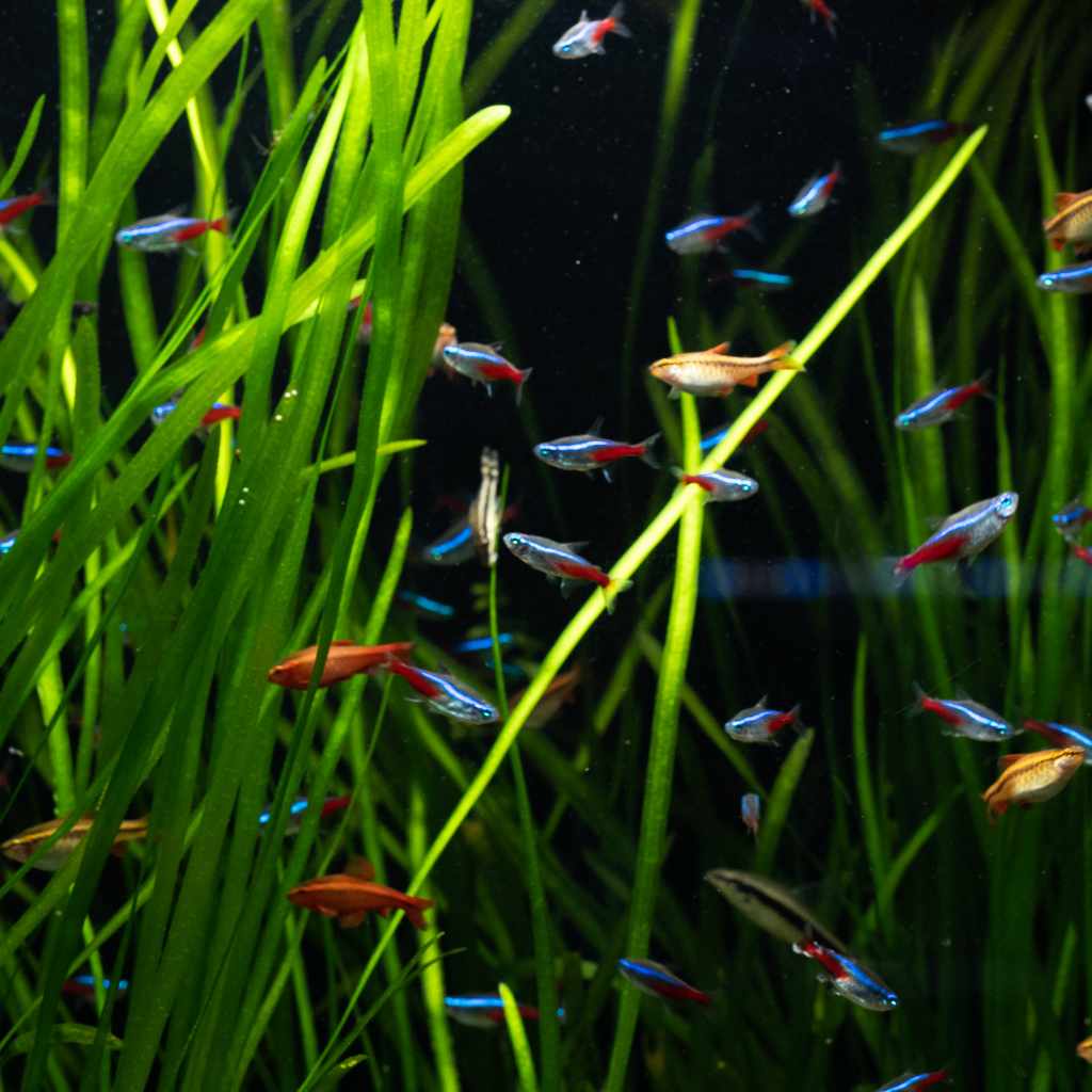 Vallisneria