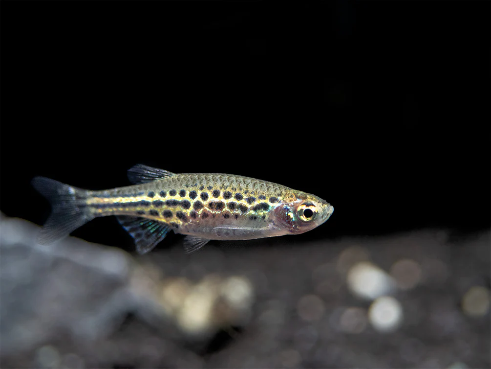 Gold Ring Danio (Brachydanio tinwini)