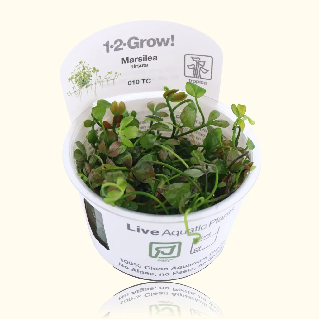 Marsilea Hirsuta Tissue Culture