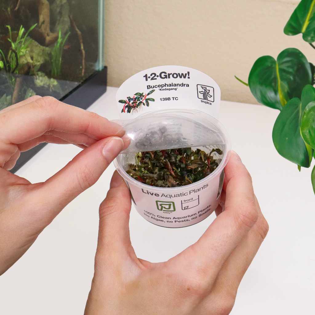 Bucephalandra Kedagang Tissue Culture