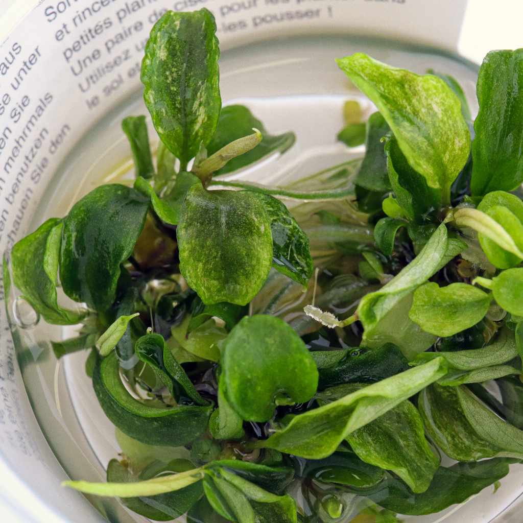 Bucephalandra Pygmaea 'Bukit Kelam' Tissue Culture