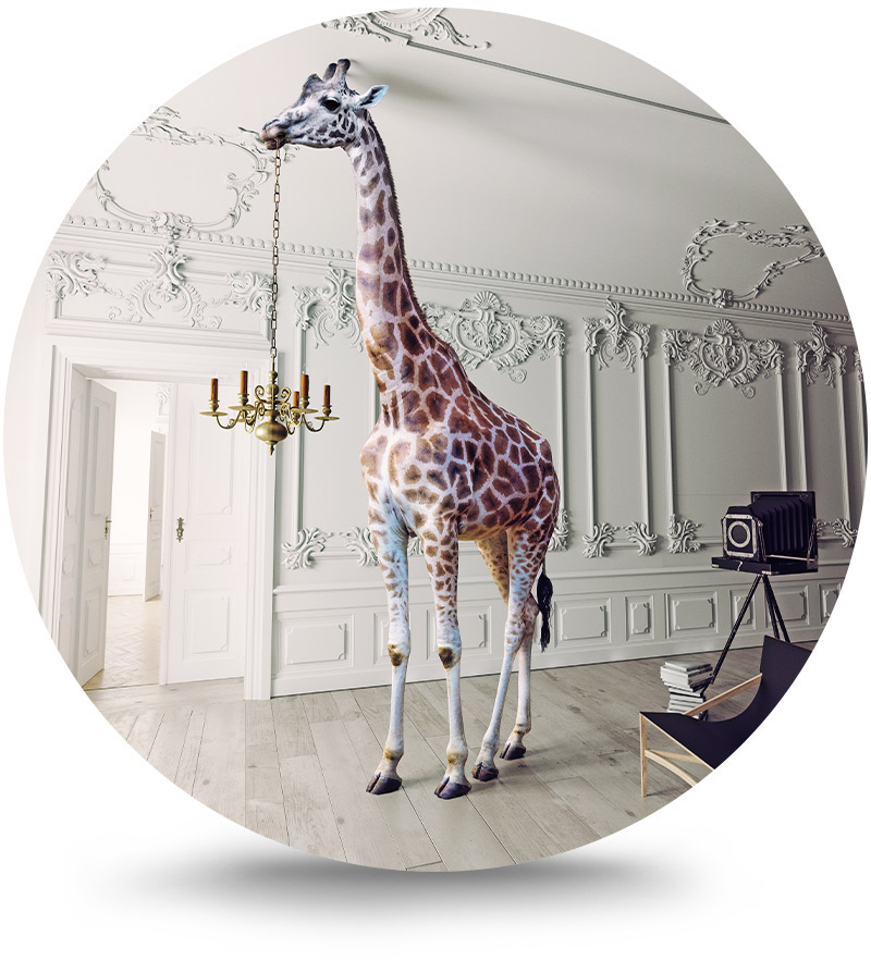 Rond schilderij aluminium Fotoshoot giraffe 140 cm