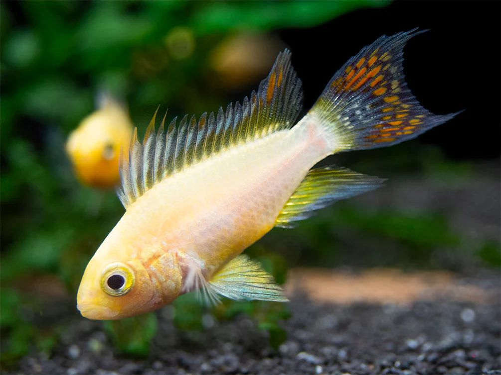 Platinum Double Red Cockatoo Dwarf Cichlid (Apistogramma cacatuoides) - TANK-BRED!!!