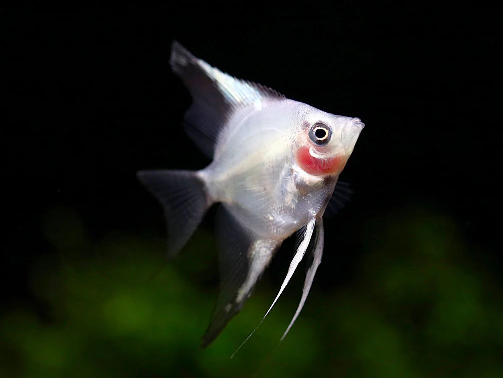Blushing Blue Ghost Angelfish (Pterophyllum scalare) – Tank Bred