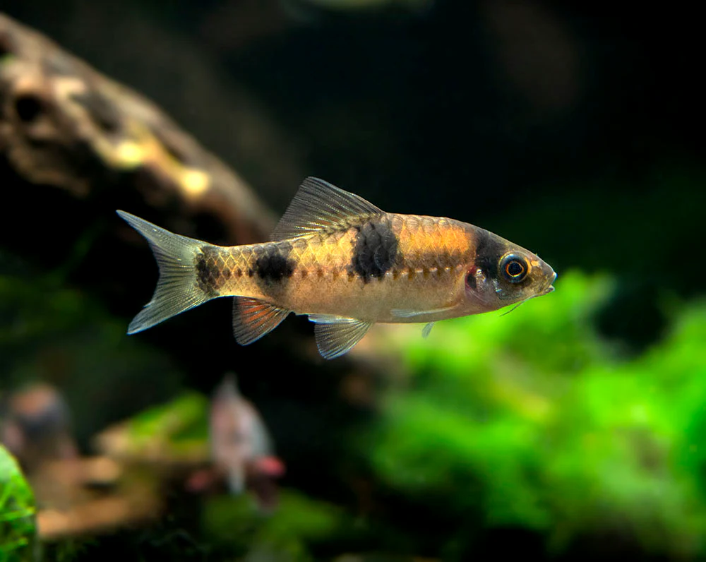 Red Panda AKA Melon Barb (Haludaria fasciata)