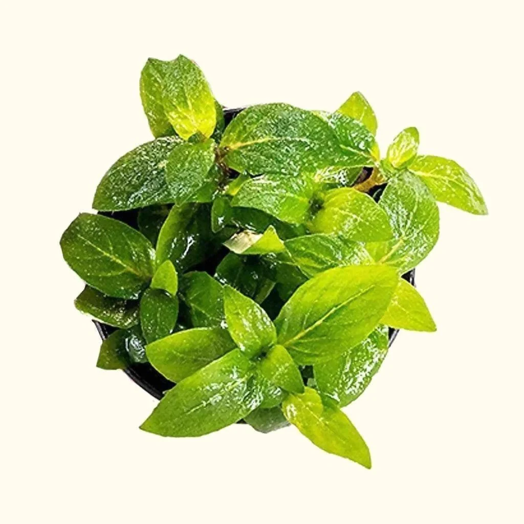 Staurogyne Repens