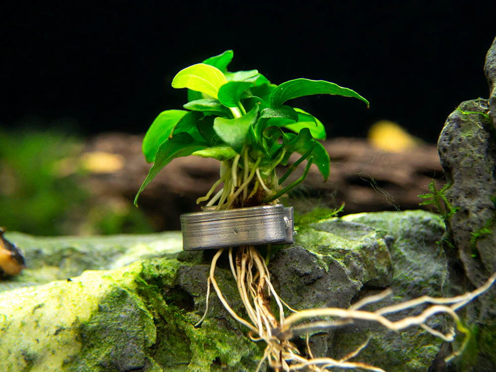 Petite Anubias Nana (Anubias barteri var. “Petite Nana”), Bare Root