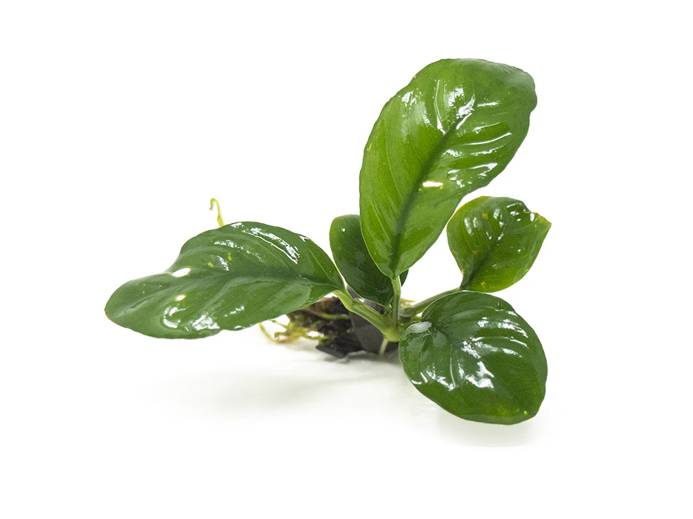 Anubias Beginner Combo Pack
