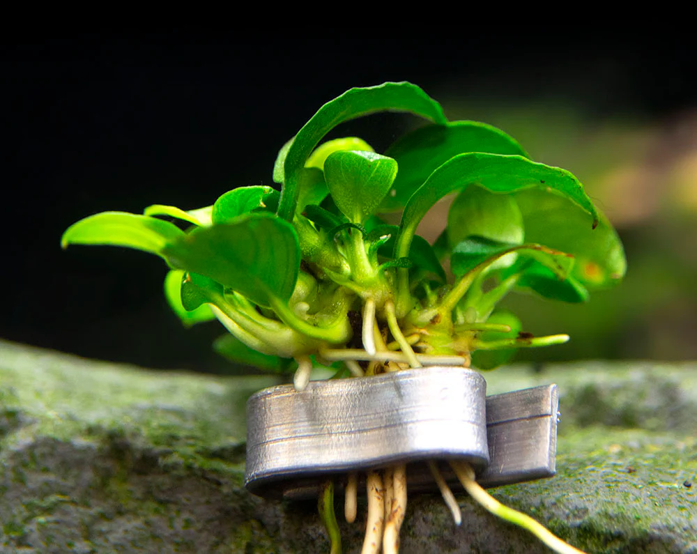 Petite Anubias Nana (Anubias barteri var. “Petite Nana”), Bare Root