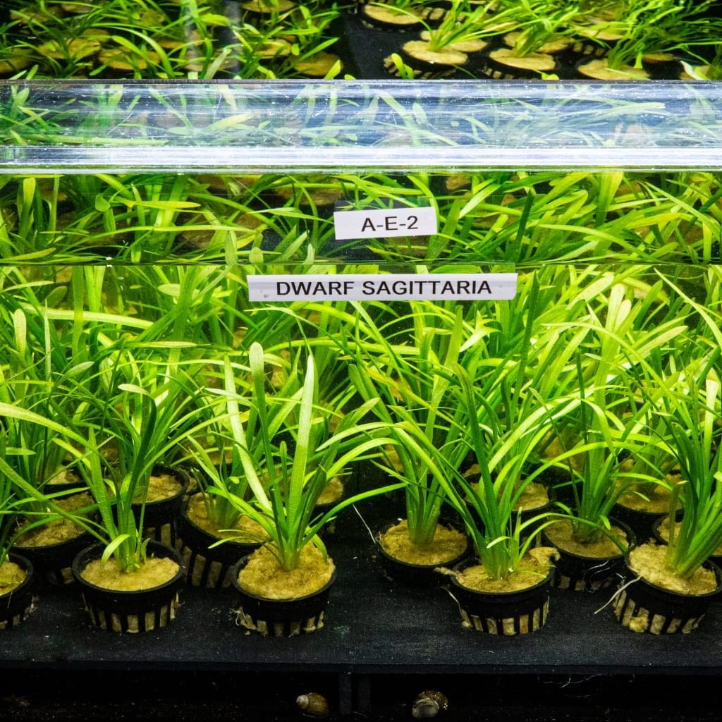 Dwarf Sagittaria