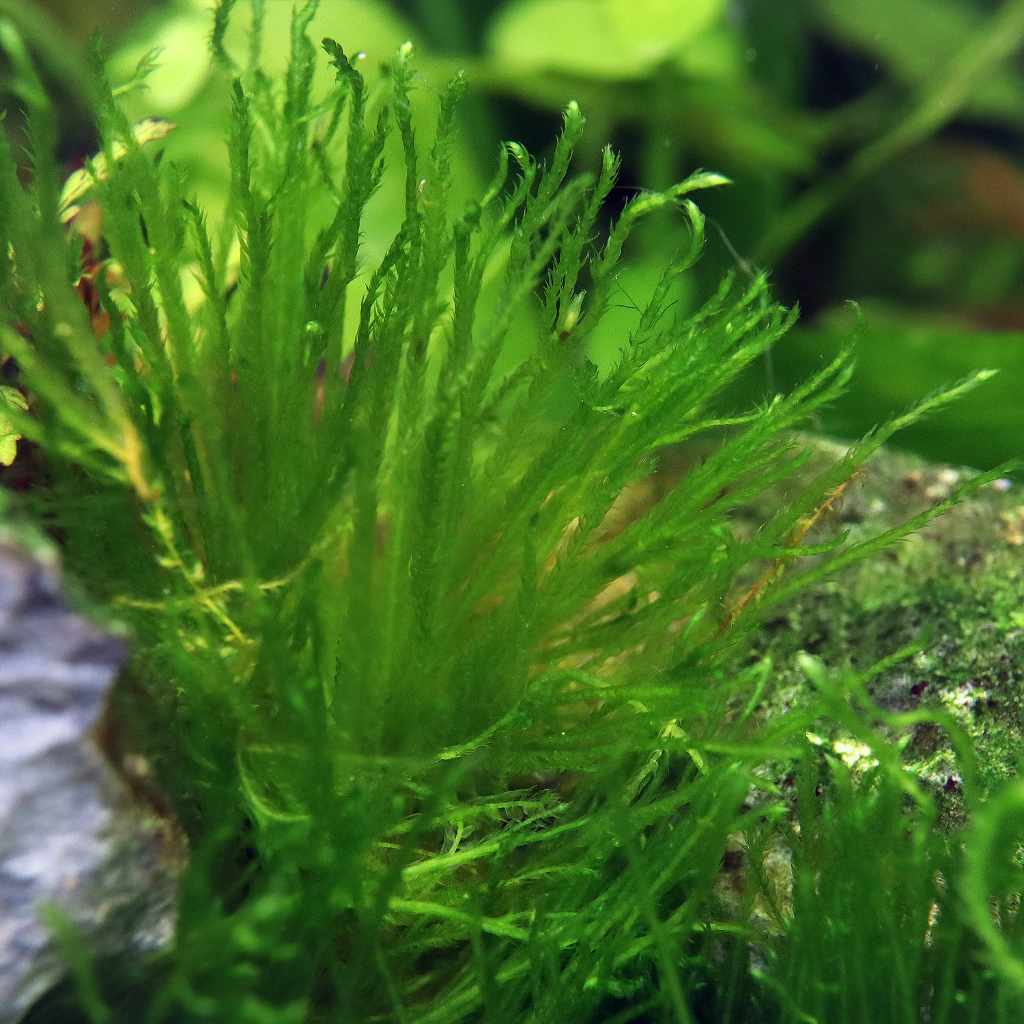 Taxiphyllum 'Spiky Moss' Tissue Culture