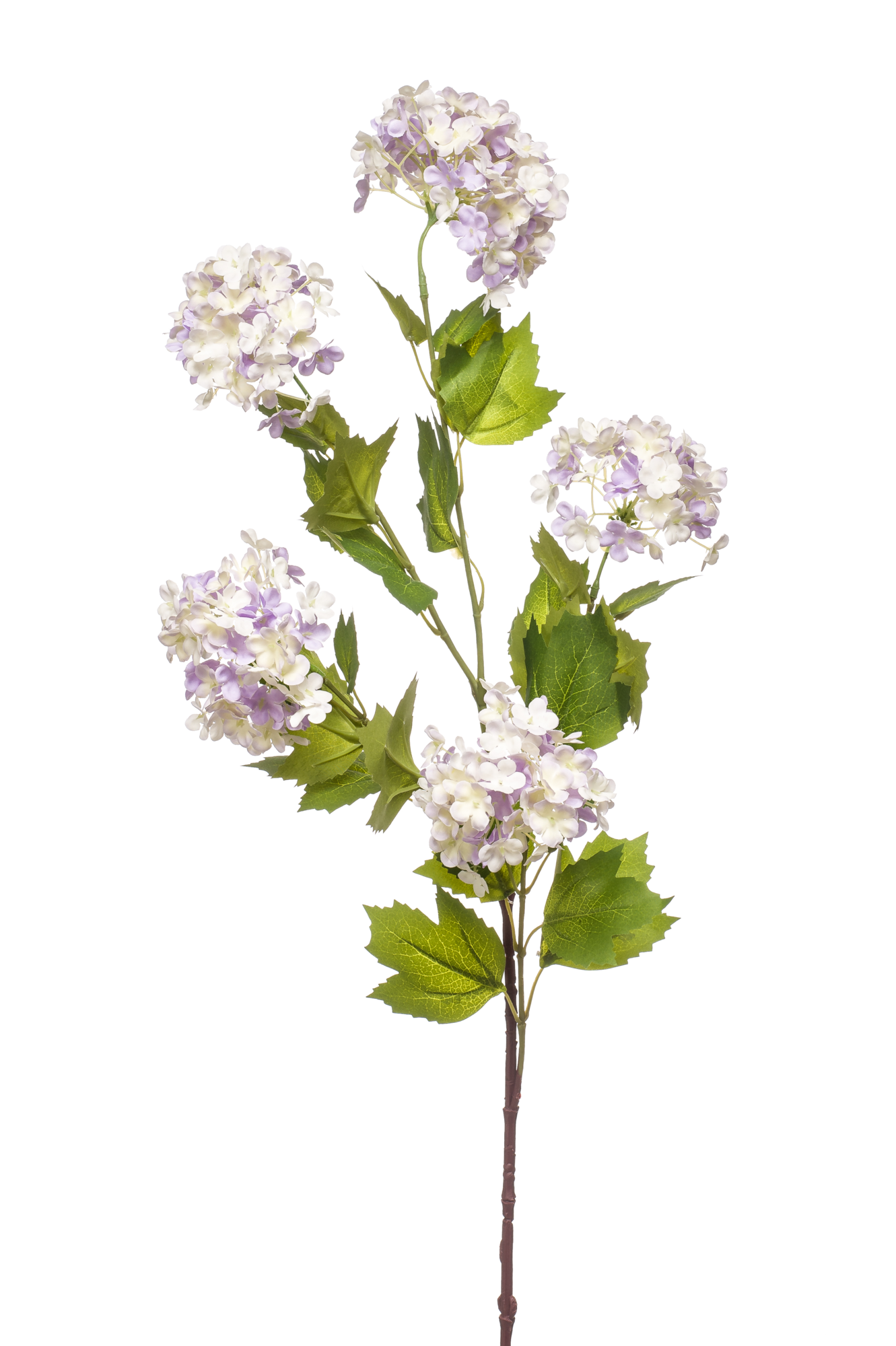 Viburnum spray blue
