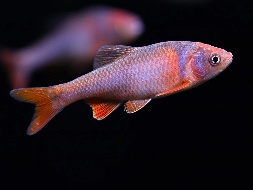 Red Shiner (Cyprinella lutrensis), Tank-Bred!