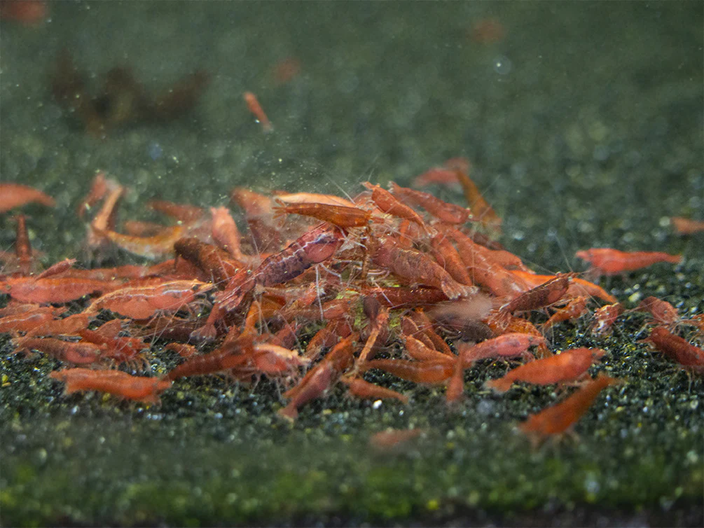 Shrimp Envy - Growth Envy Protein Shrimp Food