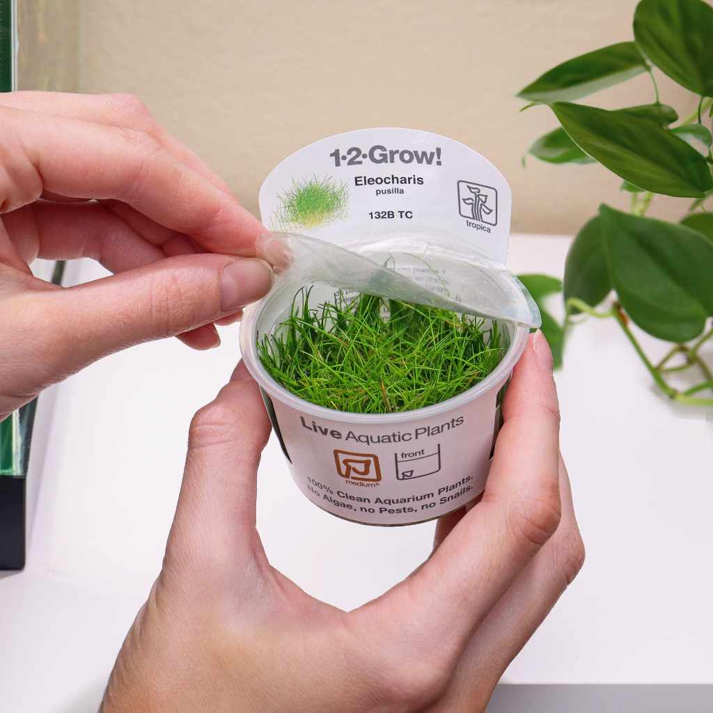 Eleocharis Pusilla 'Mini' Tissue Culture
